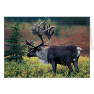 NA, USA, Alaska, Denali NP, Bull caribou 3