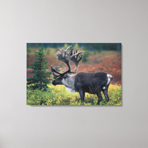 NA, USA, Alaska, Denali NP, Bull caribou 3 Canvas Print