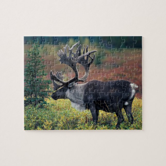NA, USA, Alaska, Denali NP, Bull caribou 3 Jigsaw Puzzle (Horizontal)