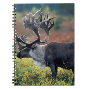 NA, USA, Alaska, Denali NP, Bull caribou 3 Spiral Notebook