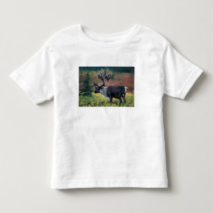 NA, USA, Alaska, Denali NP, Bull caribou 3 Toddler T-Shirt