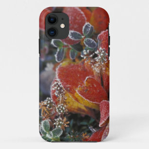 NA, USA, Alaska, Denali NP Frosted, fall-coloured Case-Mate iPhone Case