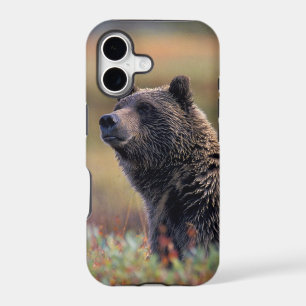 NA, USA, Alaska, Denali NP, Grizzly bear