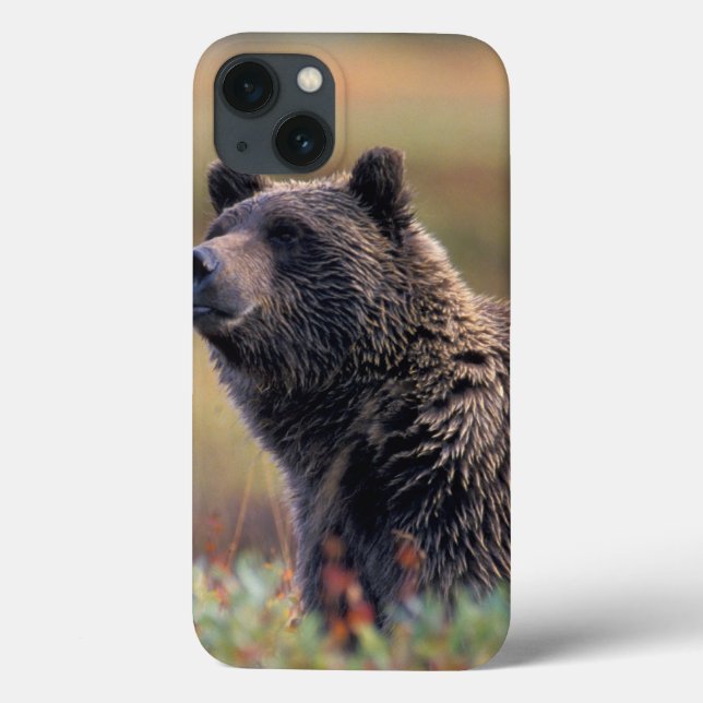 NA, USA, Alaska, Denali NP, Grizzly bear Case-Mate iPhone Case (Back)