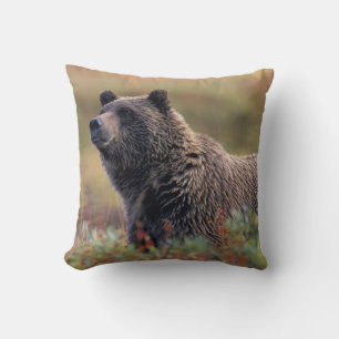 NA, USA, Alaska, Denali NP, Grizzly bear Cushion