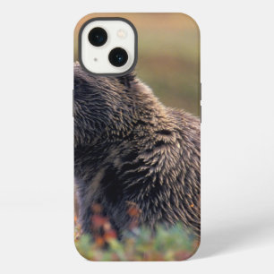 NA, USA, Alaska, Denali NP, Grizzly bear iPhone 13 Case