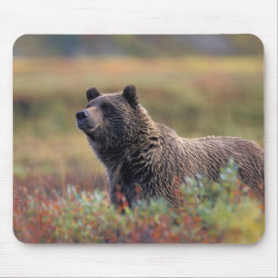 NA, USA, Alaska, Denali NP, Grizzly bear Mouse Pad