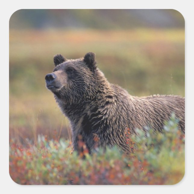 NA, USA, Alaska, Denali NP, Grizzly bear Square Sticker (Front)