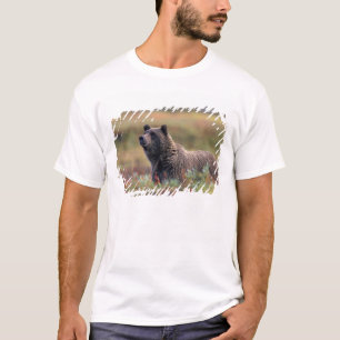 NA, USA, Alaska, Denali NP, Grizzly bear T-Shirt