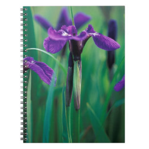 NA, USA, Alaska, Knight Island, Wild iris Spiral Notebook