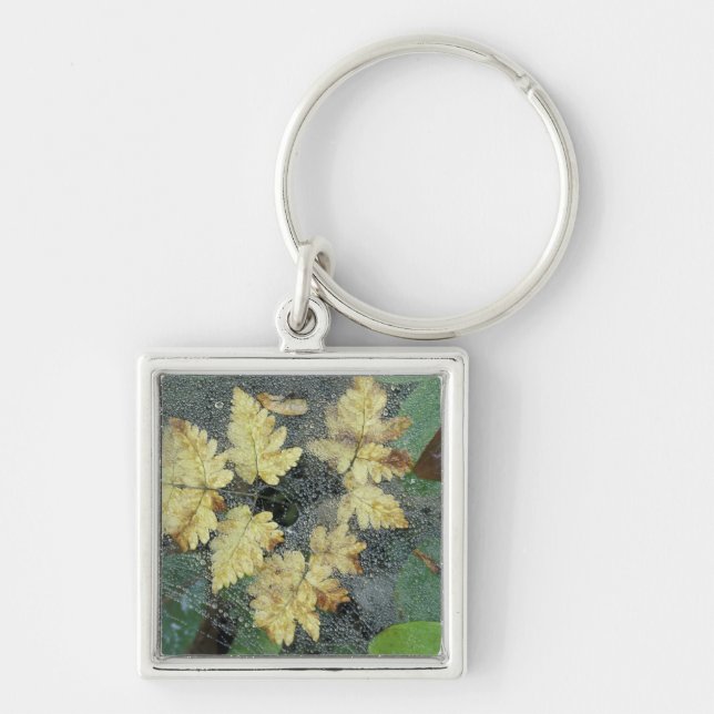 NA, USA, Alaska, Nancy Lake. Dew on spiderweb Key Ring (Front)