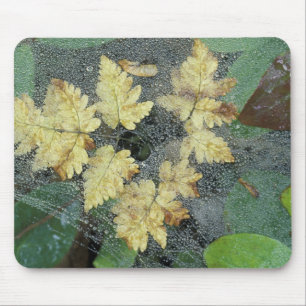 NA, USA, Alaska, Nancy Lake. Dew on spiderweb Mouse Pad