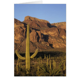 NA, USA, Arizona. Organ Pipe Cactus National
