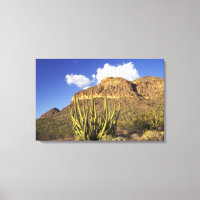 NA, USA, Arizona. Organ Pipe Cactus National 2
