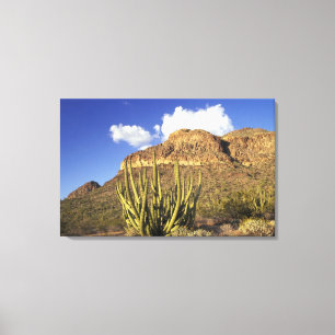 NA, USA, Arizona. Organ Pipe Cactus National 2 Canvas Print