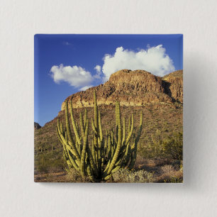 NA, USA, Arizona. Organ Pipe Cactus National 3 15 Cm Square Badge