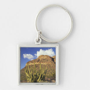 NA, USA, Arizona. Organ Pipe Cactus National 3 Key Ring