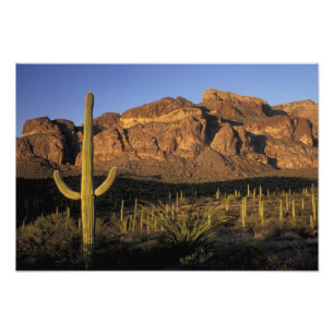 NA, USA, Arizona. Organ Pipe Cactus National 3 Photo Print