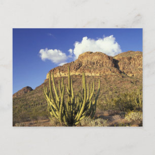NA, USA, Arizona. Organ Pipe Cactus National 3 Postcard