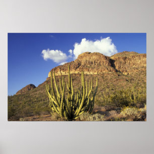 NA, USA, Arizona. Organ Pipe Cactus National 3 Poster