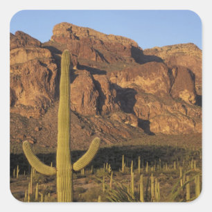 NA, USA, Arizona. Organ Pipe Cactus National Square Sticker