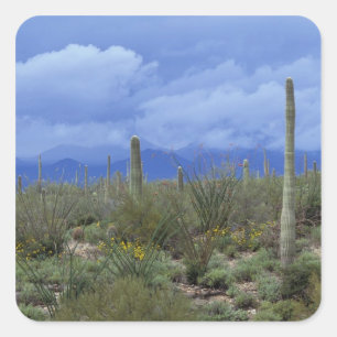 NA, USA, Arizona, Saguaro National Monument, Square Sticker