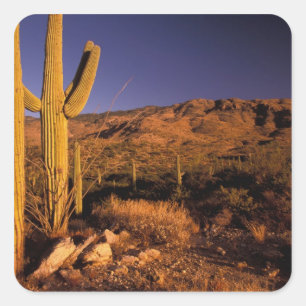 NA, USA, Arizona, Saguaro National Monument, Square Sticker