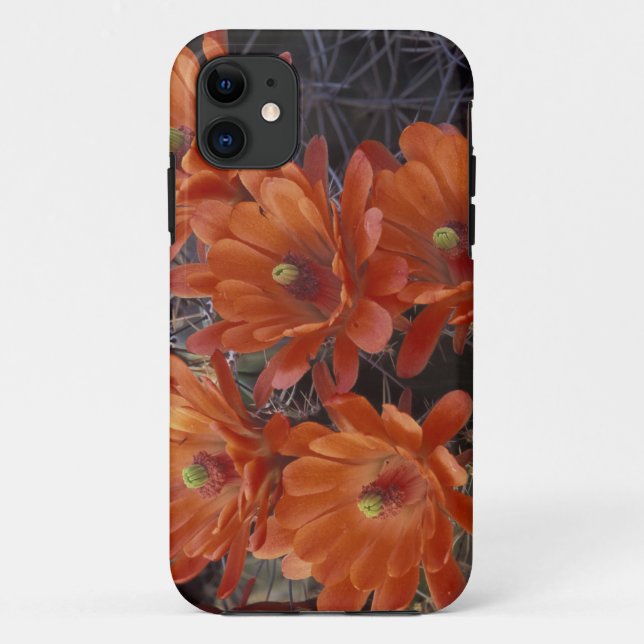 NA, USA, Arizona, San Xavier. Claret Cup cactus Case-Mate iPhone Case (Back)