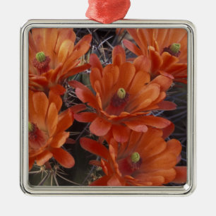 NA, USA, Arizona, San Xavier. Claret Cup cactus Metal Tree Decoration