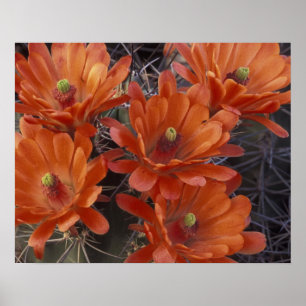 NA, USA, Arizona, San Xavier. Claret Cup cactus Poster