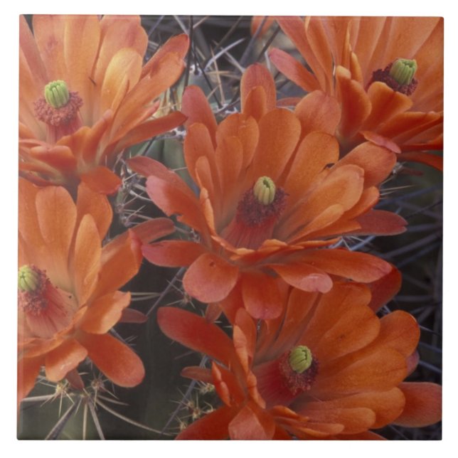 NA, USA, Arizona, San Xavier. Claret Cup cactus Tile (Front)