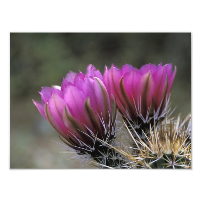 NA, USA, Arizona, Sonoran Desert. Hedgehog Photo Print (Front)