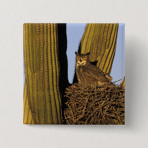 NA, USA, Arizona, Tucson. Great horned owl 15 Cm Square Badge