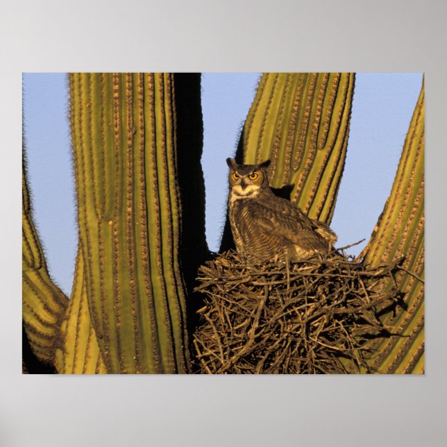 NA, USA, Arizona, Tucson. Great horned owl Poster (Front)