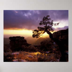 NA, USA, Arizona, Tucson, Sunset and lone Poster