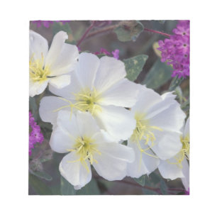 NA, USA, California, Anza Borrego Desert State Notepad