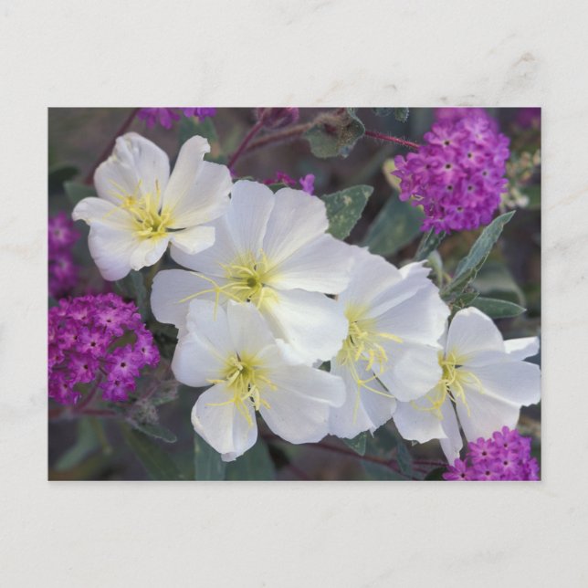 NA, USA, California, Anza Borrego Desert State Postcard (Front)