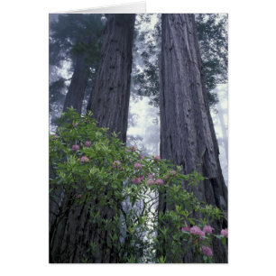 NA, USA, California. Del Norte Coast State Park. 2