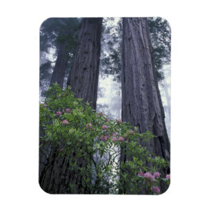 NA, USA, California. Del Norte Coast State Park. 2 Magnet