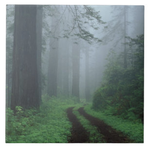 NA, USA, California. Del Norte Coast State Park. Tile