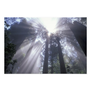 NA, USA, California. Del Norte Coast State Photo Print