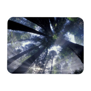 NA, USA, California, Del Norte Redwoods State Magnet
