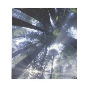 NA, USA, California, Del Norte Redwoods State Notepad