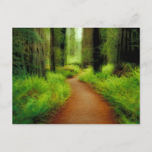 NA, USA, California, Jedediah Smith Redwoods Postcard