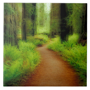 NA, USA, California, Jedediah Smith Redwoods Tile