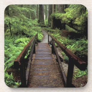 NA, USA, California, Jedidiah Smith Redwoods Coaster