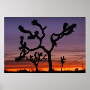 NA, USA, California. Joshua Tree National Poster