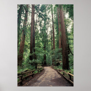 NA, USA, California, Marin County, Muir Woods Poster
