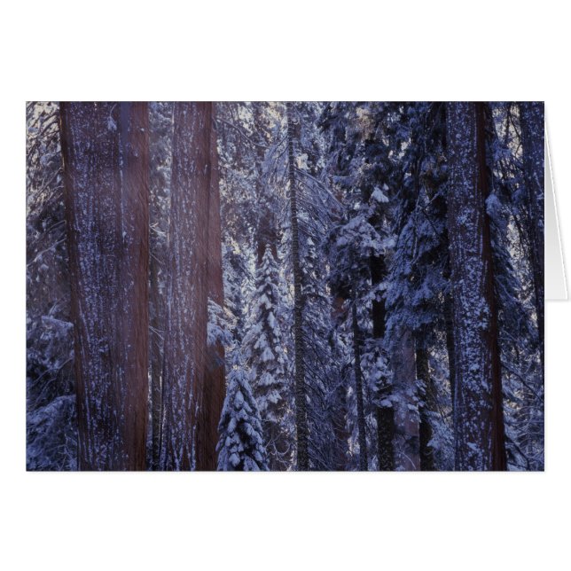 NA, USA, California. Sequoia National Park. 2 (Front Horizontal)
