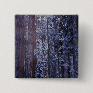 NA, USA, California. Sequoia National Park. 2 15 Cm Square Badge